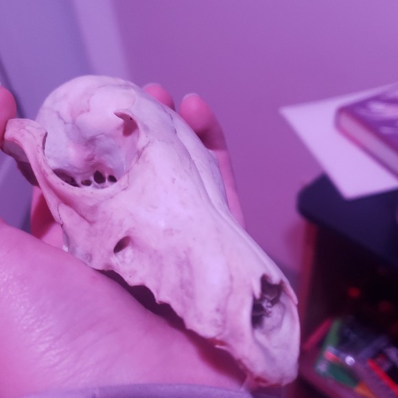 Meet your Posher, Camryn - Picture 1 of 1